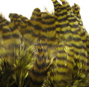 ������� ���� Hen feathers ������ ���������